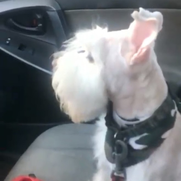 Mr Zeus - Picture 1 of 1